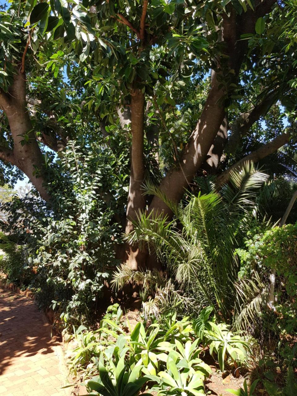 Burnham Road Suite Guest House Bulawayo Eksteriør bilde